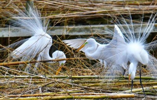 A group of white egrets displaying their feathers among dry reeds.