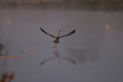 A heron stands in shallow water, wings outstretched, with a misty background reflecting its silhouette.
