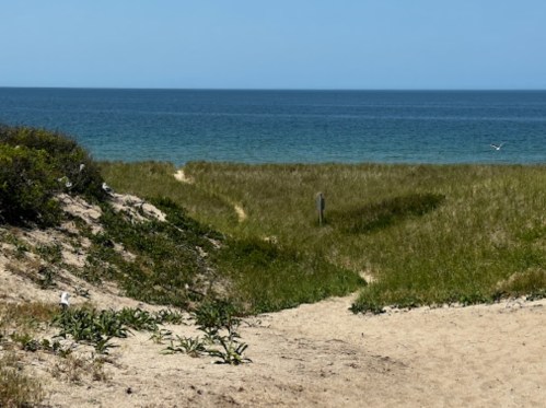 A sandy path leads through tall grass to a calm blue ocean under a clear sky.