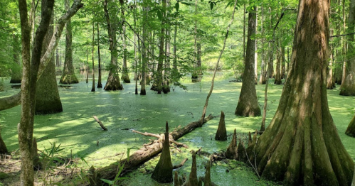 Lush green swamp with cypress trees and a layer of algae covering the water, surrounded by dense foliage.