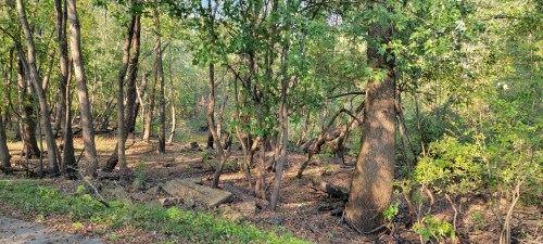 A serene forest scene with lush green trees and scattered fallen branches on the ground, illuminated by soft sunlight.