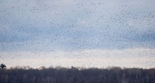 A vast flock of birds fills the sky above a tree line, creating a striking pattern against a cloudy backdrop.