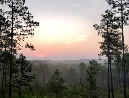 A serene sunrise over a misty forest, with tall pine trees silhouetted against a pastel sky.