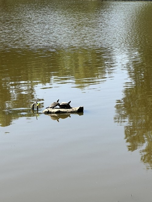 A calm pond with a log floating on the water, where turtles bask in the sun. Reflections of trees are visible.