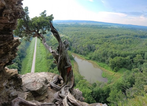 A twisted tree stands on a rocky ledge overlooking a lush green valley and winding road below.