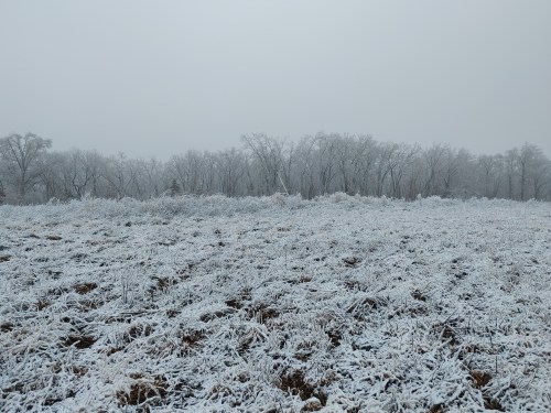 A snowy landscape with a frosted field and bare trees in the background under a gray, overcast sky.