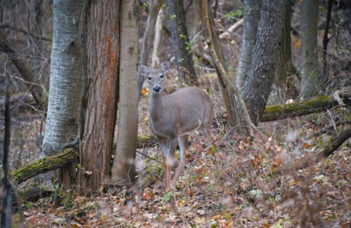 A deer stands among trees in a forest, surrounded by fallen leaves and underbrush.