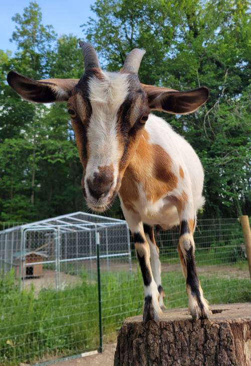 A curious goat stands on a tree stump, surrounded by greenery and a fenced area in the background.