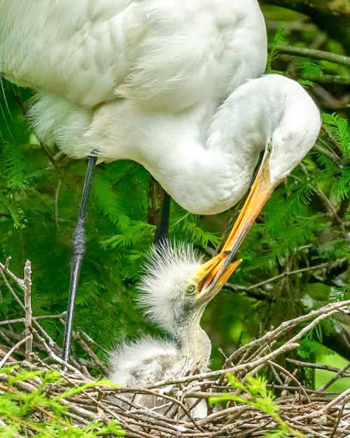 A great egret feeds its fluffy chick in a nest surrounded by greenery.