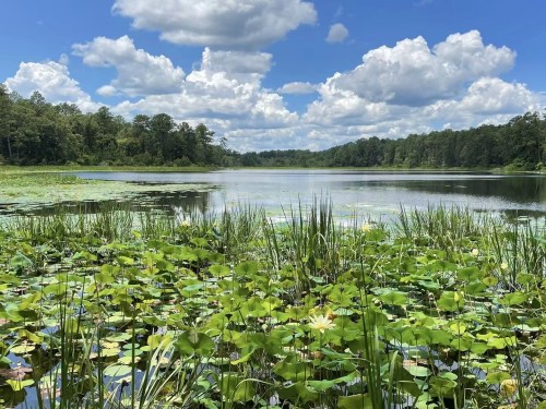 A serene lake surrounded by lush greenery and water lilies under a bright blue sky with fluffy clouds.