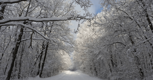 A snow-covered path lined with trees, creating a serene winter landscape under a cloudy sky.
