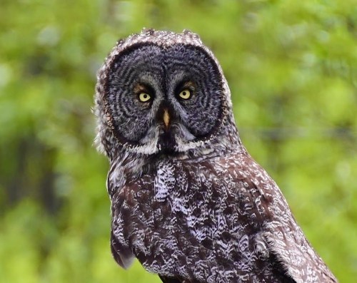 A close-up of a Great Gray Owl with striking yellow eyes and intricate feather patterns, set against a green background.