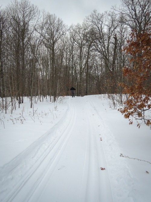 A person skiing on a snowy trail through a forest, surrounded by bare trees and patches of orange leaves.