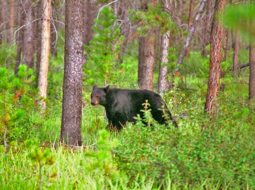 A black bear walking through a forest with tall trees and green underbrush.