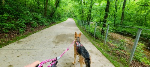 A person walks a dog on a paved path surrounded by lush green trees and foliage.