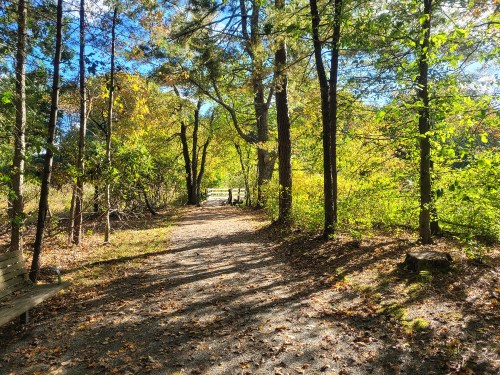 A sunlit path through a wooded area, surrounded by trees and colorful autumn foliage.