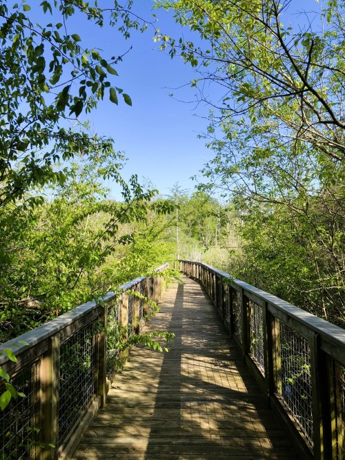 A wooden boardwalk winds through lush greenery under a clear blue sky.