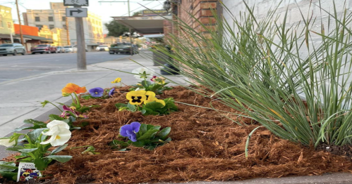 A flower bed with colorful pansies and greenery, set along a city street with buildings in the background.