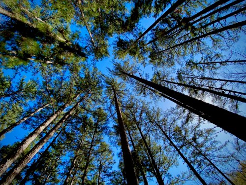 Looking up at tall trees against a bright blue sky, with sunlight filtering through the branches.