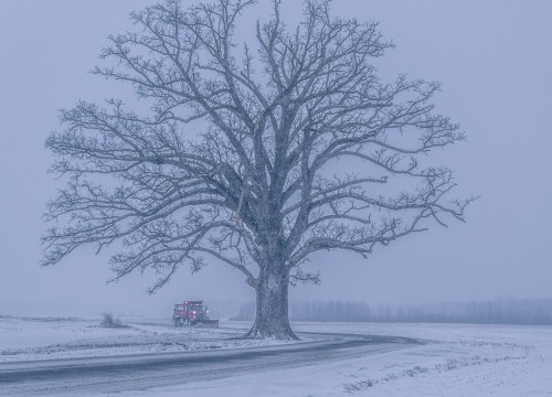A large, bare tree stands in a snowy landscape, with a vehicle on a winding road in the background under a gray sky.