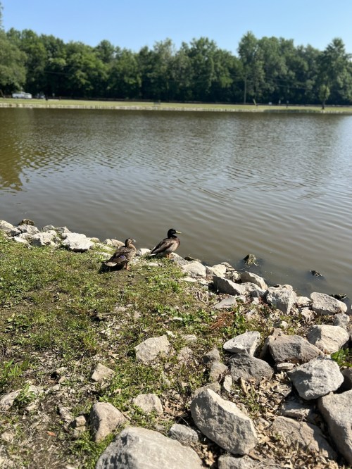 Two ducks stand on the rocky shore of a calm lake, surrounded by greenery and trees in the background.
