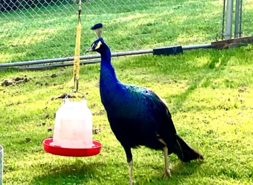 A vibrant peacock stands near a water feeder on a grassy area, with a fence in the background.