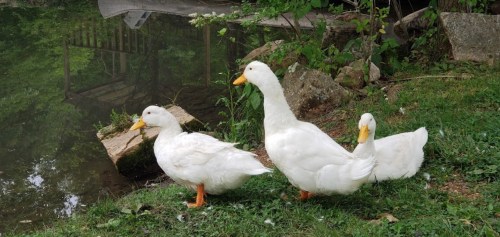 Three white ducks stand on the grass near a pond, surrounded by greenery and rocks.