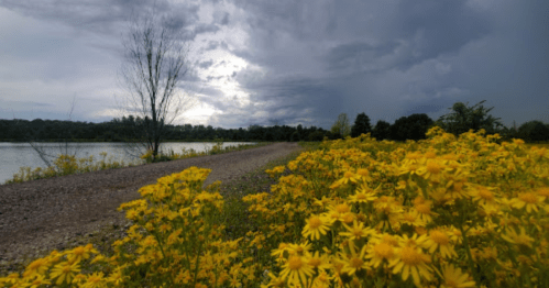 A gravel path lined with vibrant yellow flowers, leading to a lake under a cloudy sky.