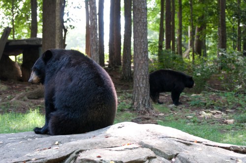 Two black bears in a forested area, one sitting on a rock and the other walking in the background among the trees.