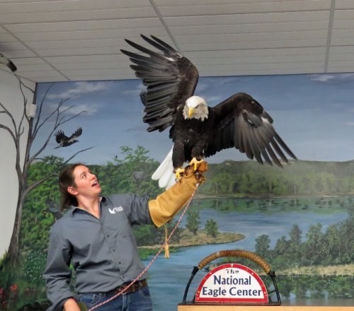A woman in a gray shirt holds a bald eagle on her arm, with a scenic mural of nature in the background.