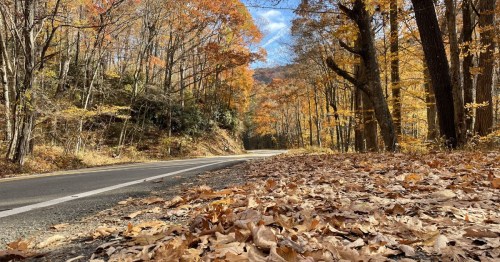 A winding road surrounded by trees with vibrant autumn leaves and a carpet of fallen leaves on the ground.