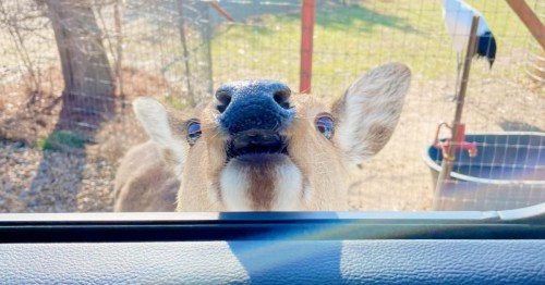 A close-up of a curious deer peering into a car window, with its nose and eyes visible.