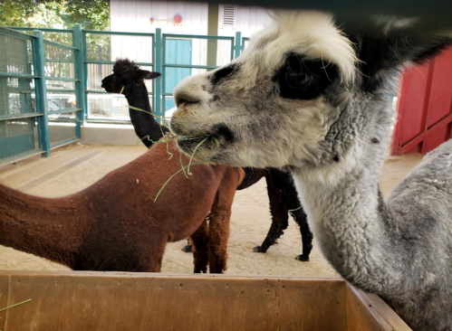 A close-up of a gray and white llama eating hay, with two other llamas in the background.