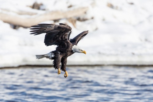 A bald eagle glides above a snowy landscape, wings spread wide, with water visible below.