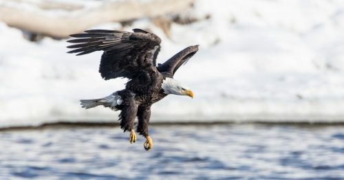 A bald eagle glides above a snowy landscape, wings spread wide, preparing to land near the water.