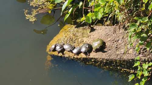 Five turtles basking on a rock by the water, surrounded by greenery and reflecting sunlight.