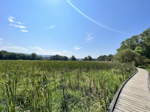 A wooden boardwalk leads through a lush green wetland under a clear blue sky. Trees line the horizon.