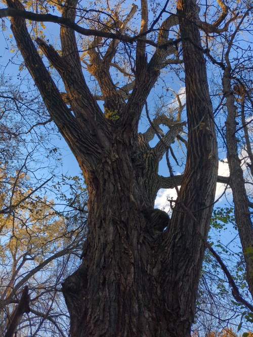 A tall tree with a textured trunk and branches reaching towards a blue sky with scattered clouds.