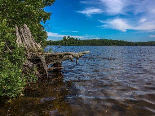 A serene lake scene with calm water, a weathered log, and lush green trees under a blue sky with scattered clouds.