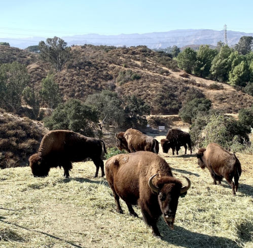 A group of bison grazing on hay in a hilly landscape with trees and mountains in the background.