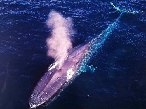 Aerial view of a blue whale swimming in deep blue ocean waters, with a spout of water rising from its blowhole.
