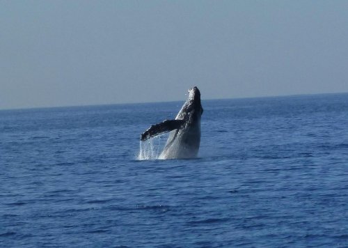 A whale breaching the surface of the ocean, creating a splash against a clear blue sky.