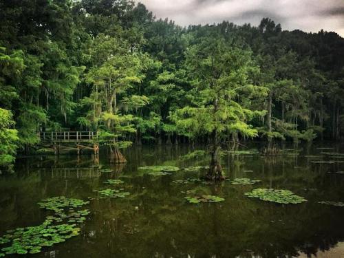 A serene swamp scene with lush green trees, lily pads on the water, and a wooden walkway in the background.