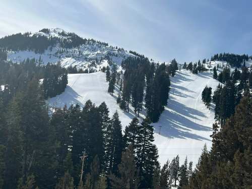 Snow-covered mountain slopes with tall pine trees and a clear blue sky in the background.