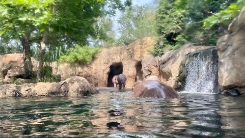 A hippo walks towards a cave entrance near a waterfall, surrounded by rocks and lush greenery.
