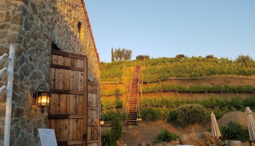 A rustic stone building with wooden doors, surrounded by lush vineyards and a staircase leading up the hillside at sunset.