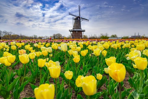 A field of yellow tulips in bloom with a windmill in the background under a partly cloudy sky.