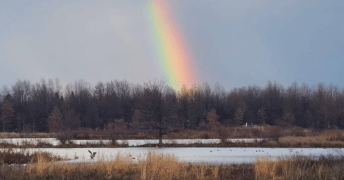 A vibrant rainbow arcs over a tranquil wetland, with trees and ducks visible in the serene landscape.