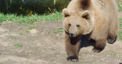 A brown bear walking on a dirt path near a grassy area and a body of water.