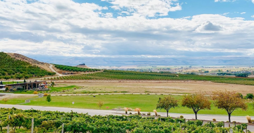 A scenic view of rolling vineyards under a partly cloudy sky, with distant mountains and open fields.